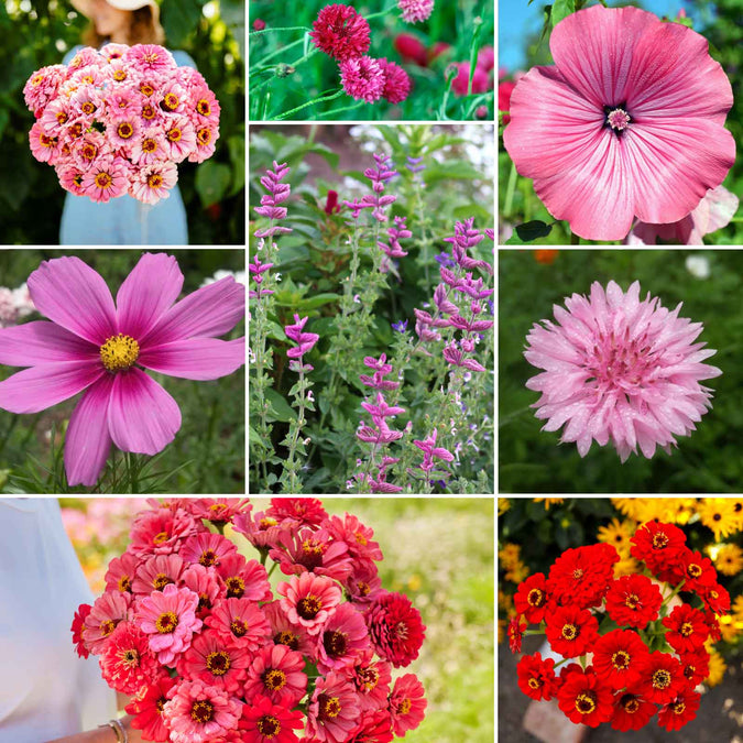 Pink Perfection Flower Seed Mix