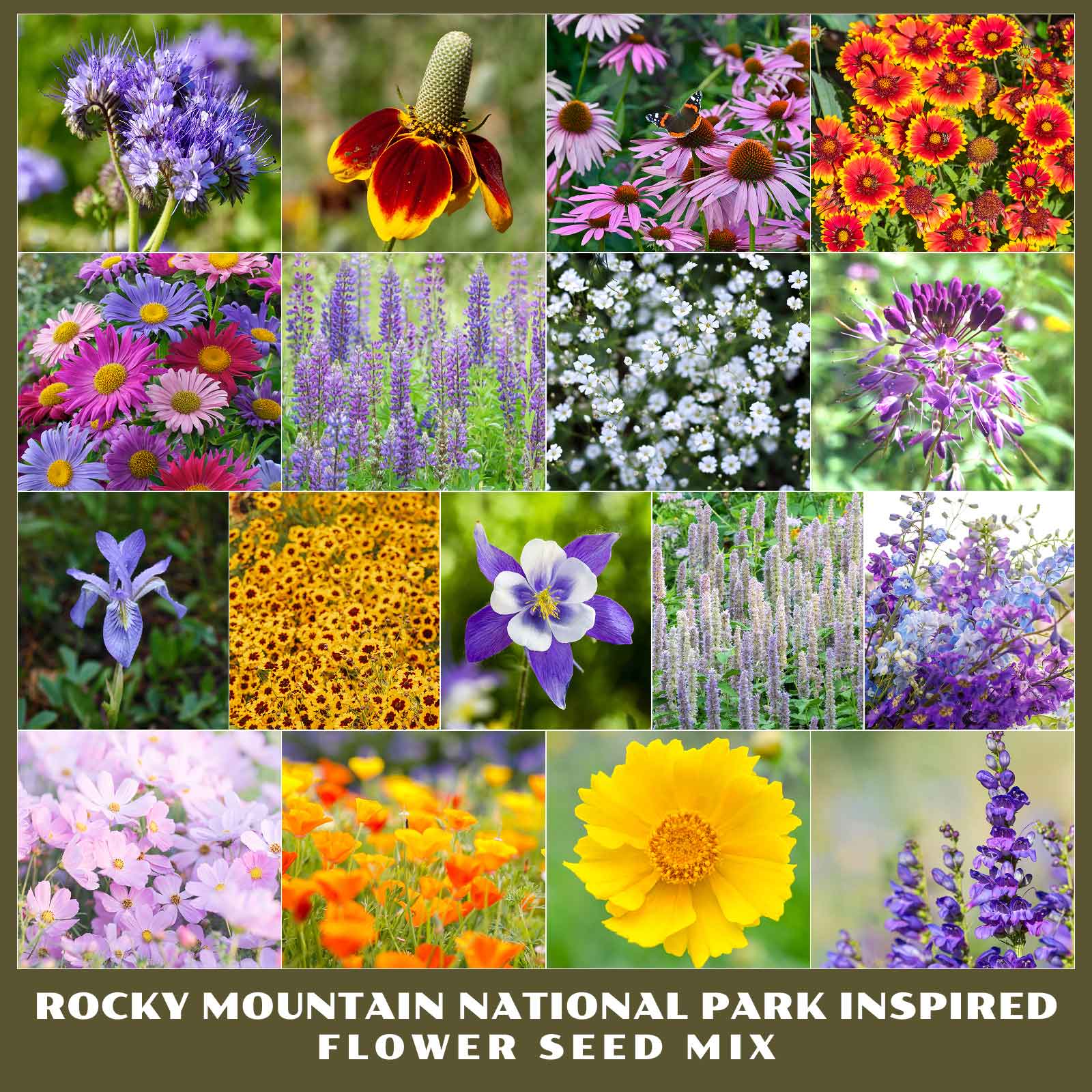 Collage of various flowers from the Rocky Mountain National Park Inspired Flower Seed Mix.
