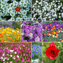 A grid graphic showing the bloomed contents of Rugged Beauty Flower Seed Mix