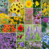eden brothers midwest wildflower seed mix Midwest Wildflower Seed Mix Midwest Wildflower Seed Mix, Mixed