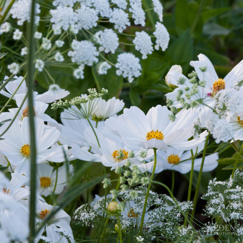 A view of the variety of colors in the Moon Garden Flower Seed Mix