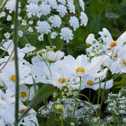 A view of the variety of colors in the Moon Garden Flower Seed Mix