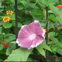 Morning glory chocolate soft chocolate-pink bloom with a dark throat among green leaves.