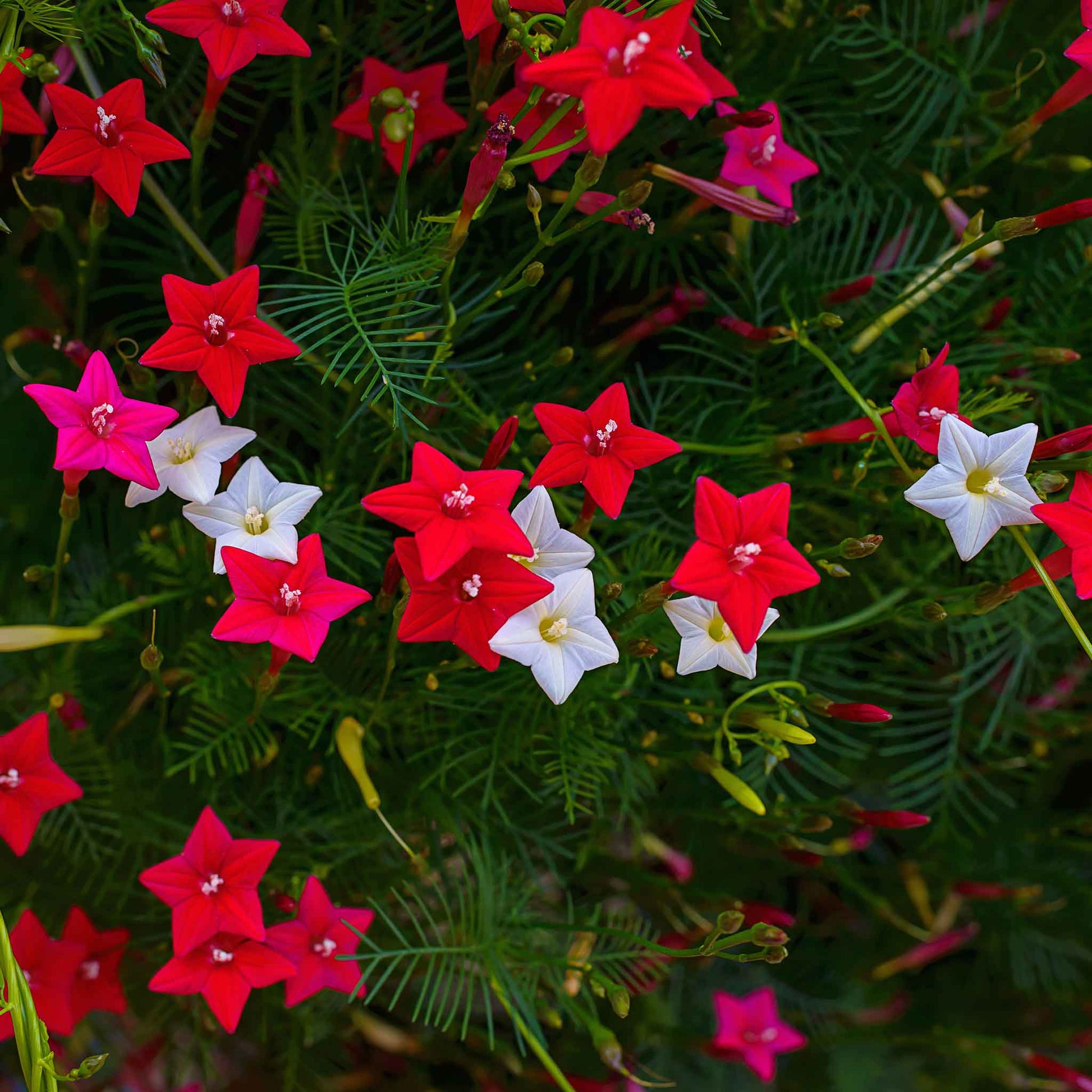 Morning glory cypress vine mix small vivid red blooms with feathery green foliage in a garden.