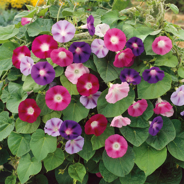 Morning Glory Seeds - Fieldgrown Mix | Flower Seeds in Packets