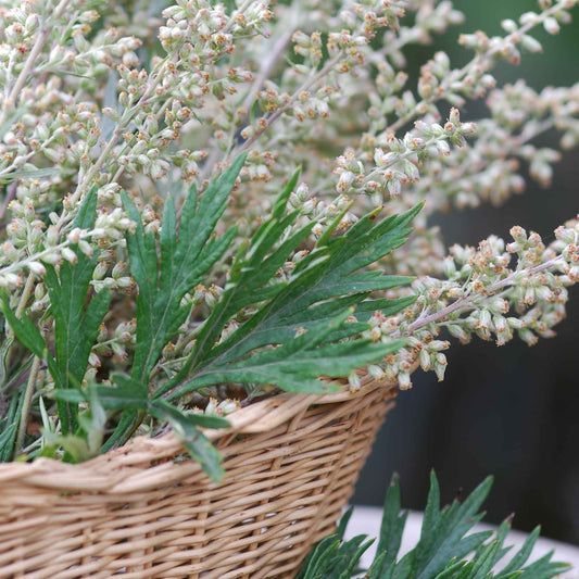 Close-up of a small, green mugwort plant with fuzzy leaves in a basket.