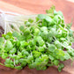 Freshly harvested microgreen mustard wasabi growth ready to be prepared.