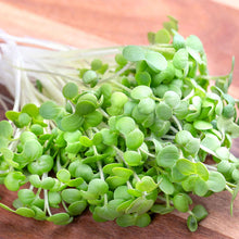 Freshly harvested microgreen mustard wasabi growth ready to be prepared.