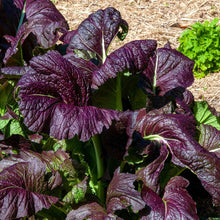 A close-up of a Red Giant mustard plant with red-tinged leaves and green foliage growing in soil.