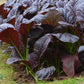 mustard red giant