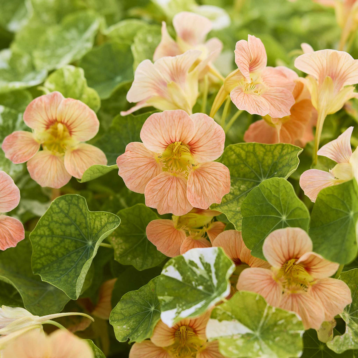 Close-up of variegated alaska salmon nasturtium flowers in soft peach and cream with green and white variegated leaves.