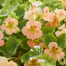 Close-up of variegated alaska salmon nasturtium flowers in soft peach and cream with green and white variegated leaves.