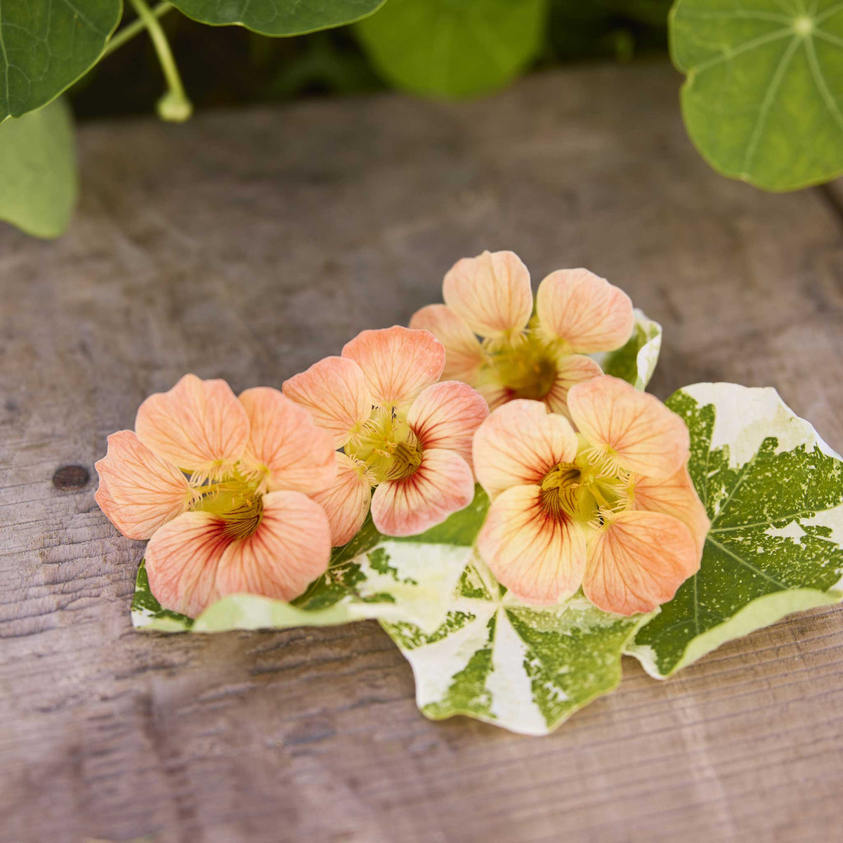 Four alaska salmon nasturtium flowers with yellow centers resting on a variegated green and white leaf over a rustic wooden surface.