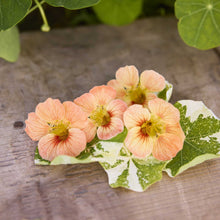 Four alaska salmon nasturtium flowers with yellow centers resting on a variegated green and white leaf over a rustic wooden surface.