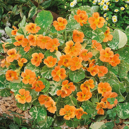 Orange Nasturtium Alaska Salmon flowers in a mass planting on a green background