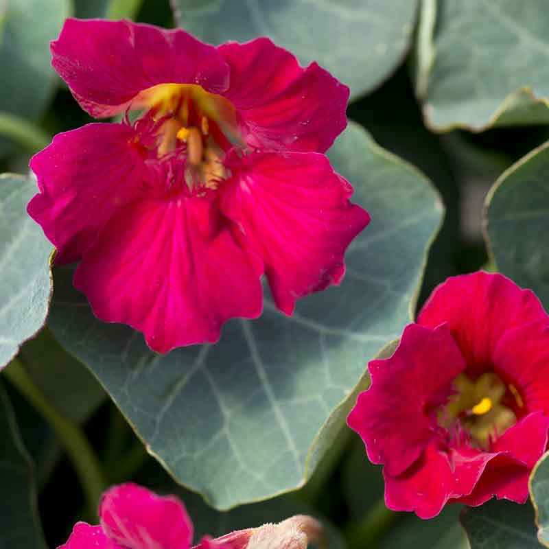 Red Nasturtium Baby Rose flowers with dark green blurred foliage background