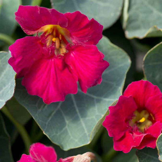 nasturtium baby rose