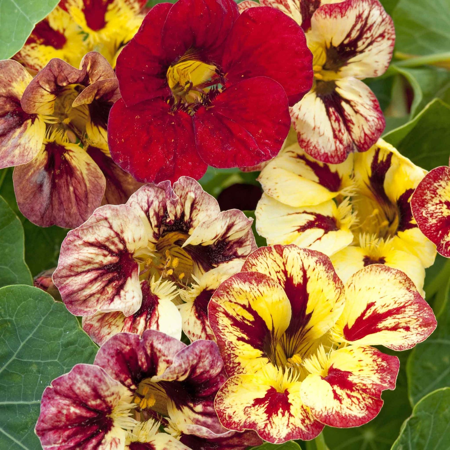 nasturtium bloody mary