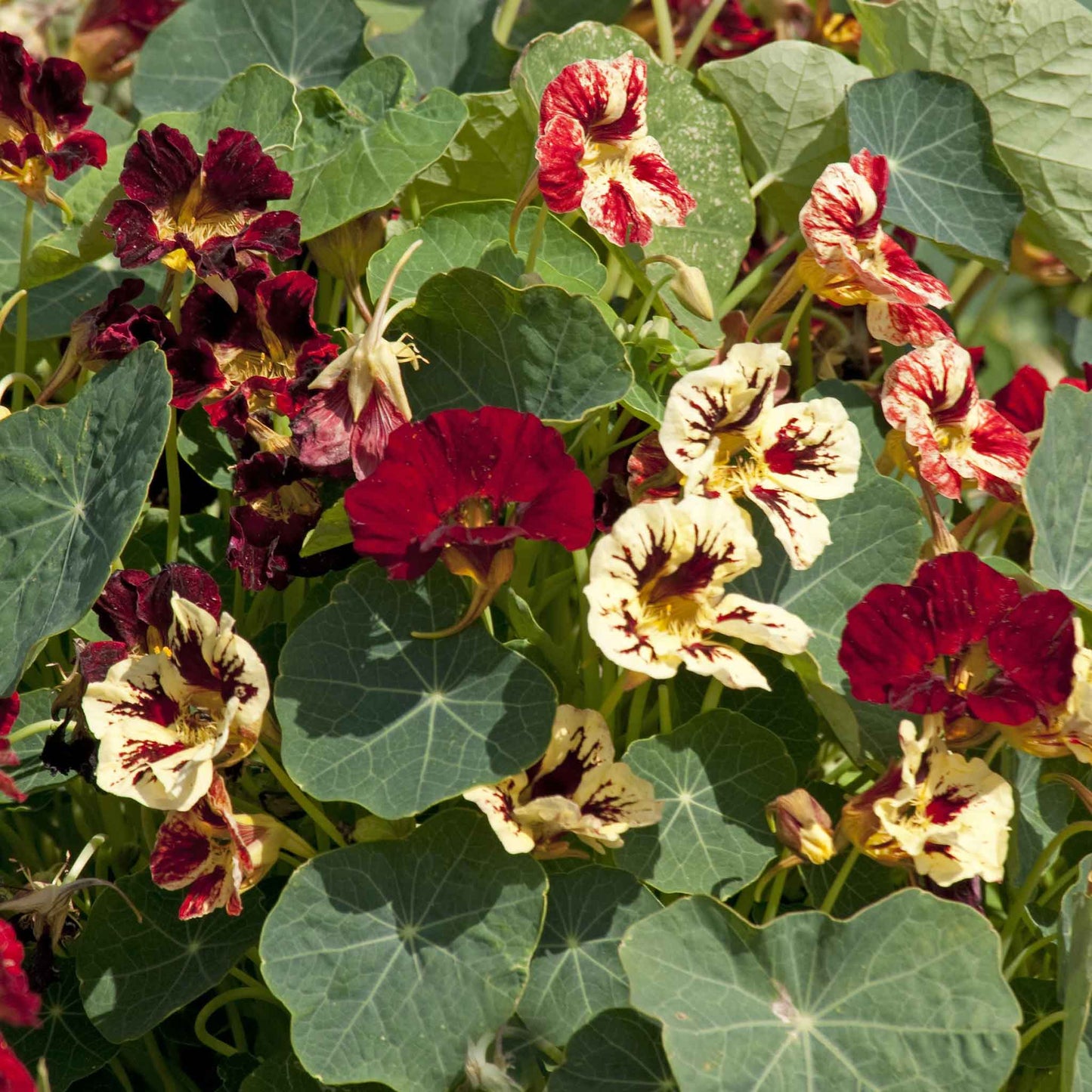 nasturtium bloody mary