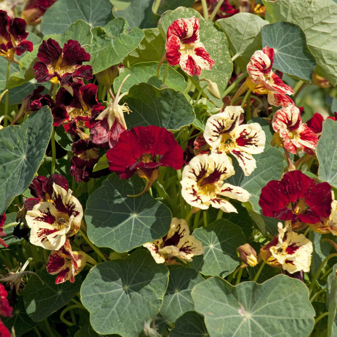 nasturtium bloody mary