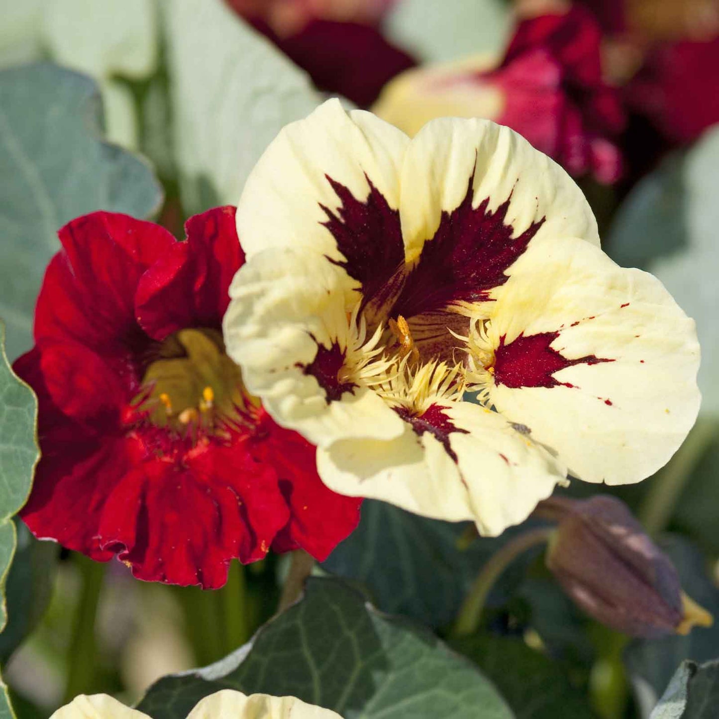 nasturtium bloody mary