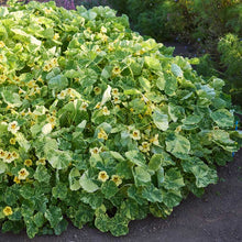 Bush of cream troika nasturtium with great and yellow leaves and yellow flowers in a garden setting
