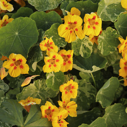 Nasturtium Seeds - Cream Troika