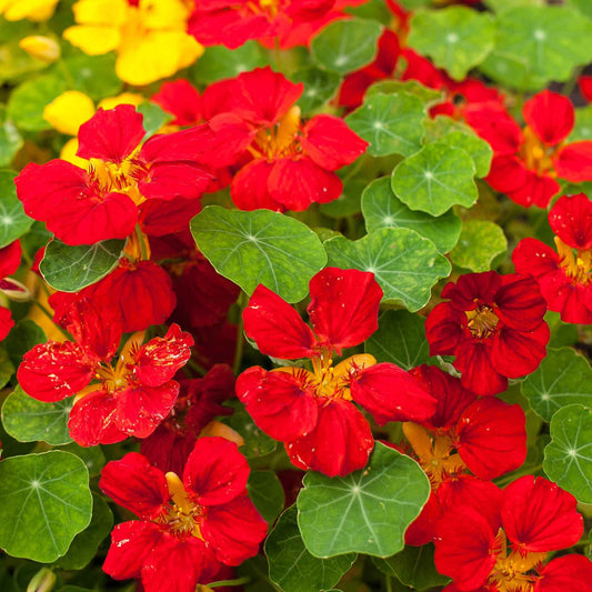 nasturtium globe of fire