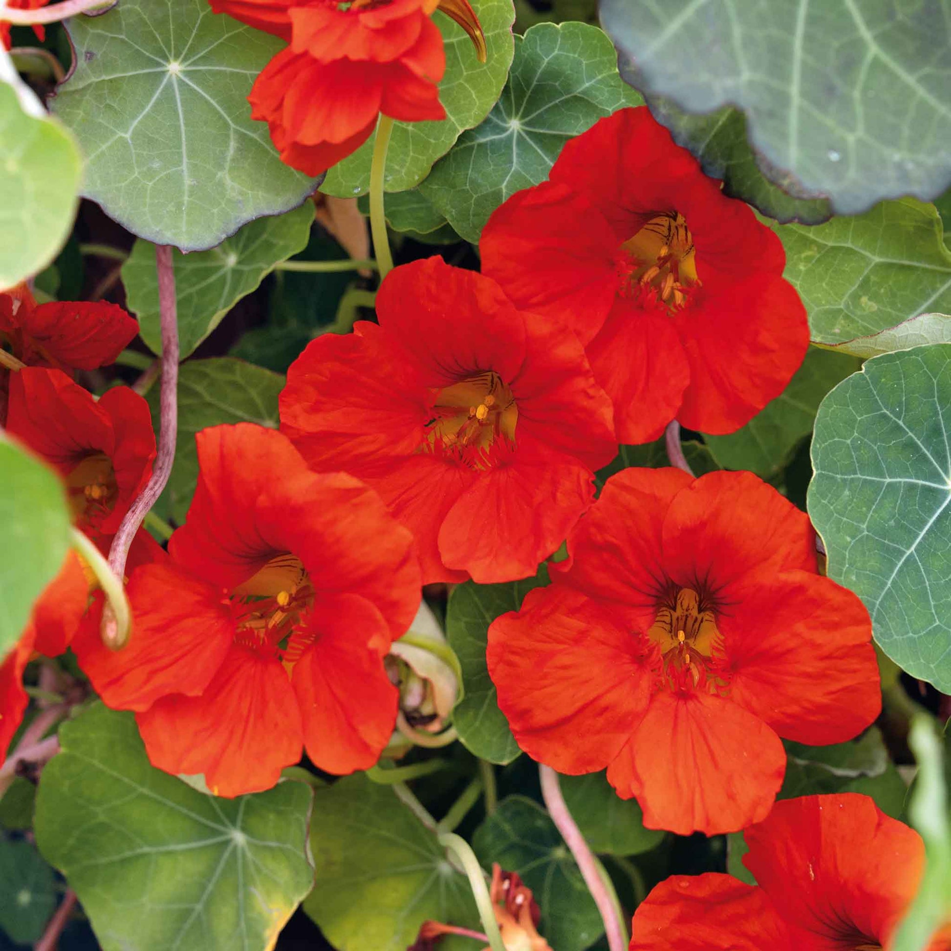 Red and orange Nasturtium Indian Chief flowers against a blurred green background