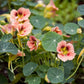 nasturtium ladybird rose
