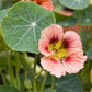 nasturtium ladybird rose