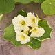 Nasturtium Seeds - Moonlight