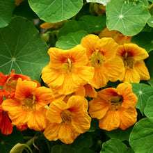 Orange Nasturtium Orange Gleam flowers with green leaves on a garden background