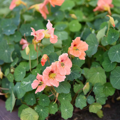 Salmon-pink Nasturtium Salmon Baby flower against a blurred green background
