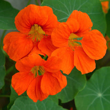 Bright orange Nasturtium Spitfire flowers with green leaves on a blurred background