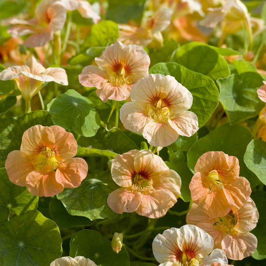 nasturtium tip top apricot