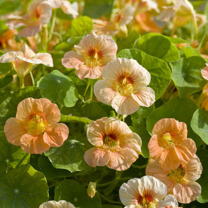 Apricot-orange Nasturtium Tip Top Apricot flowers with green leafy background