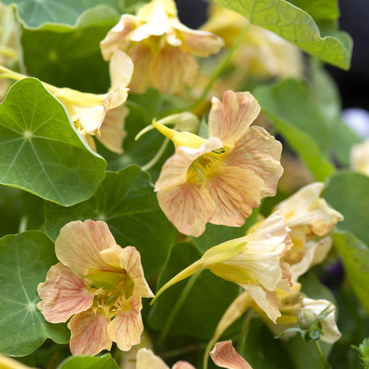 nasturtium tip top pink blush