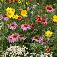 Colorful garden with pink, yellow, and white flowers from the native perennial wildflower mix.