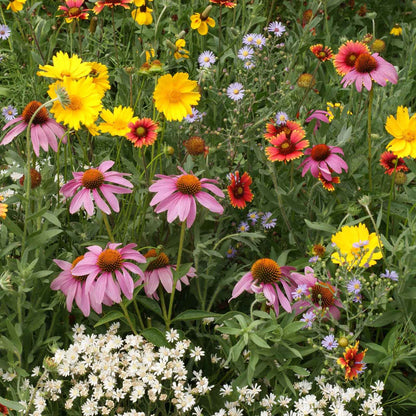 Colorful garden with pink, yellow, and white flowers from the native perennial wildflower mix.