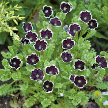 Nemophila penny black dark almost-black blooms with thin white edges massed on a green backdrop.