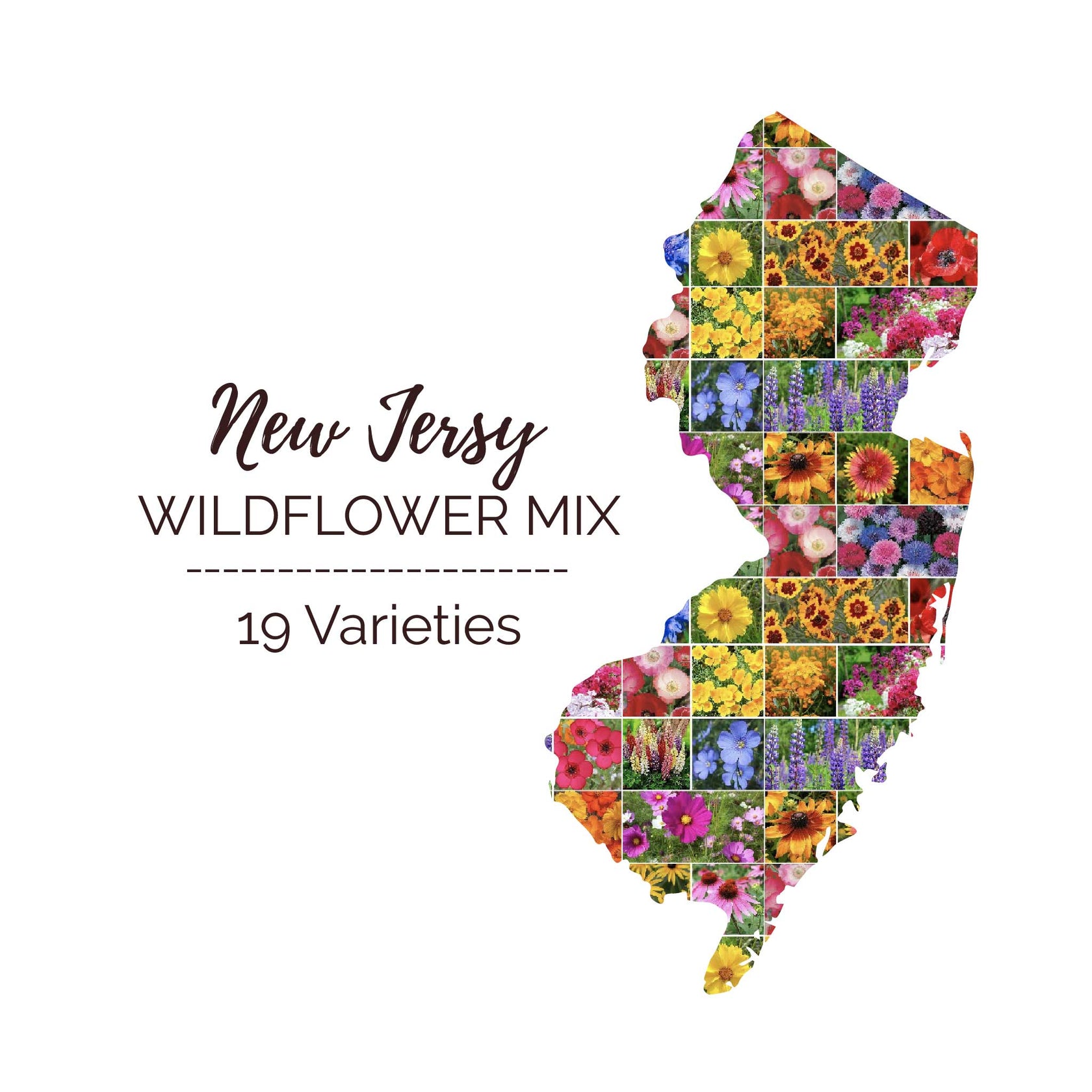 New Jersey Wildflower Seed Mix Eden Brothers