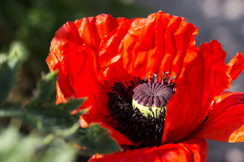 A close-up of a bright red poppy flower with crinkled petals and a dark central core, photographed outdoors against a blurred green and gray background.