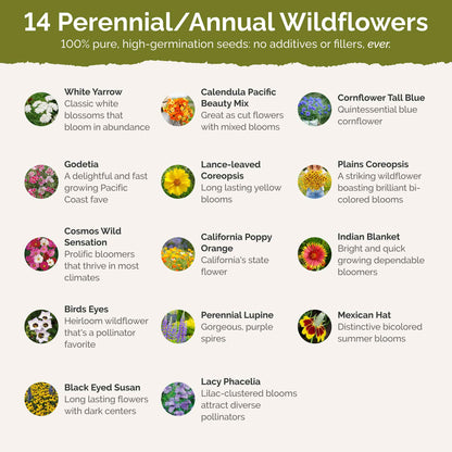 List of flower species and seeds included in the Wildflower Seed Mix.