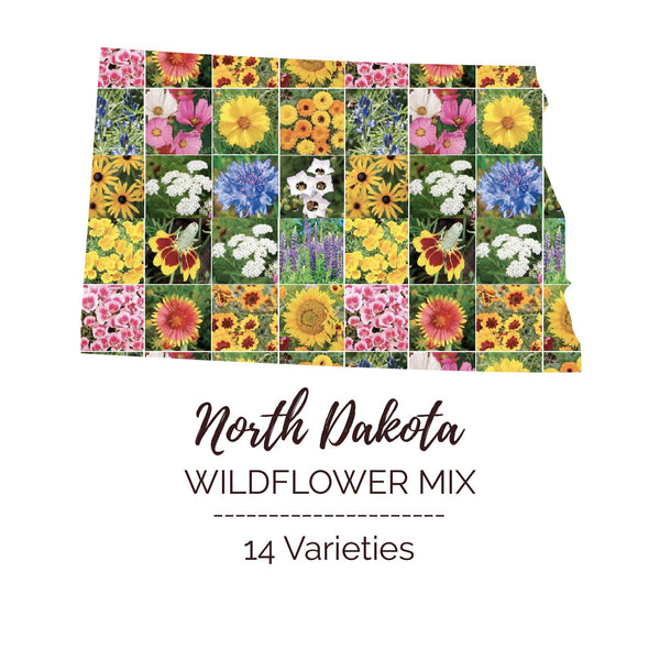 新品⭐︎ deadkooks wildflower 6.6 Wildflower – Dead Kooks Surfboards