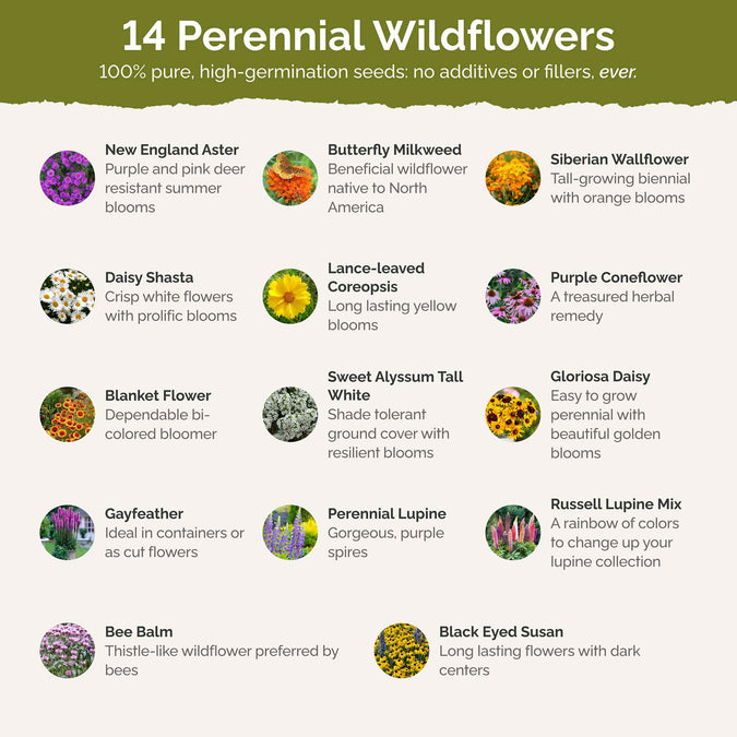 Northeast All Perennial Wildflower Seed Mix