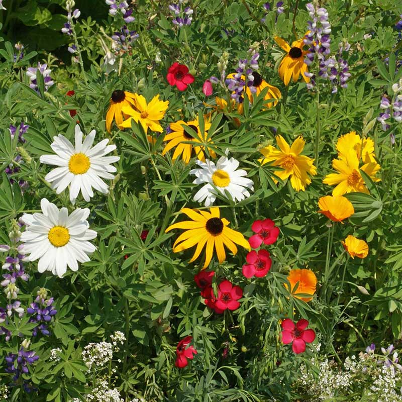 Colorful mix of northwest native flowers including daisies, sunflowers, and lupines in a garden setting.