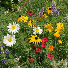 Colorful mix of northwest native flowers including daisies, sunflowers, and lupines in a garden setting.