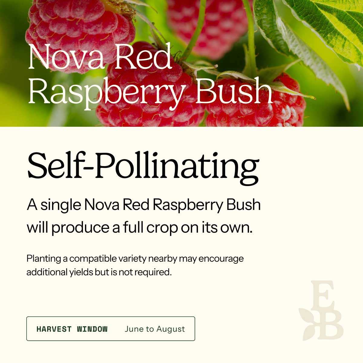 Informational graphic for a Nova Red Raspberry Bush, featuring a top photo of raspberries and text stating it is self-pollinating and produces a full crop on its own.