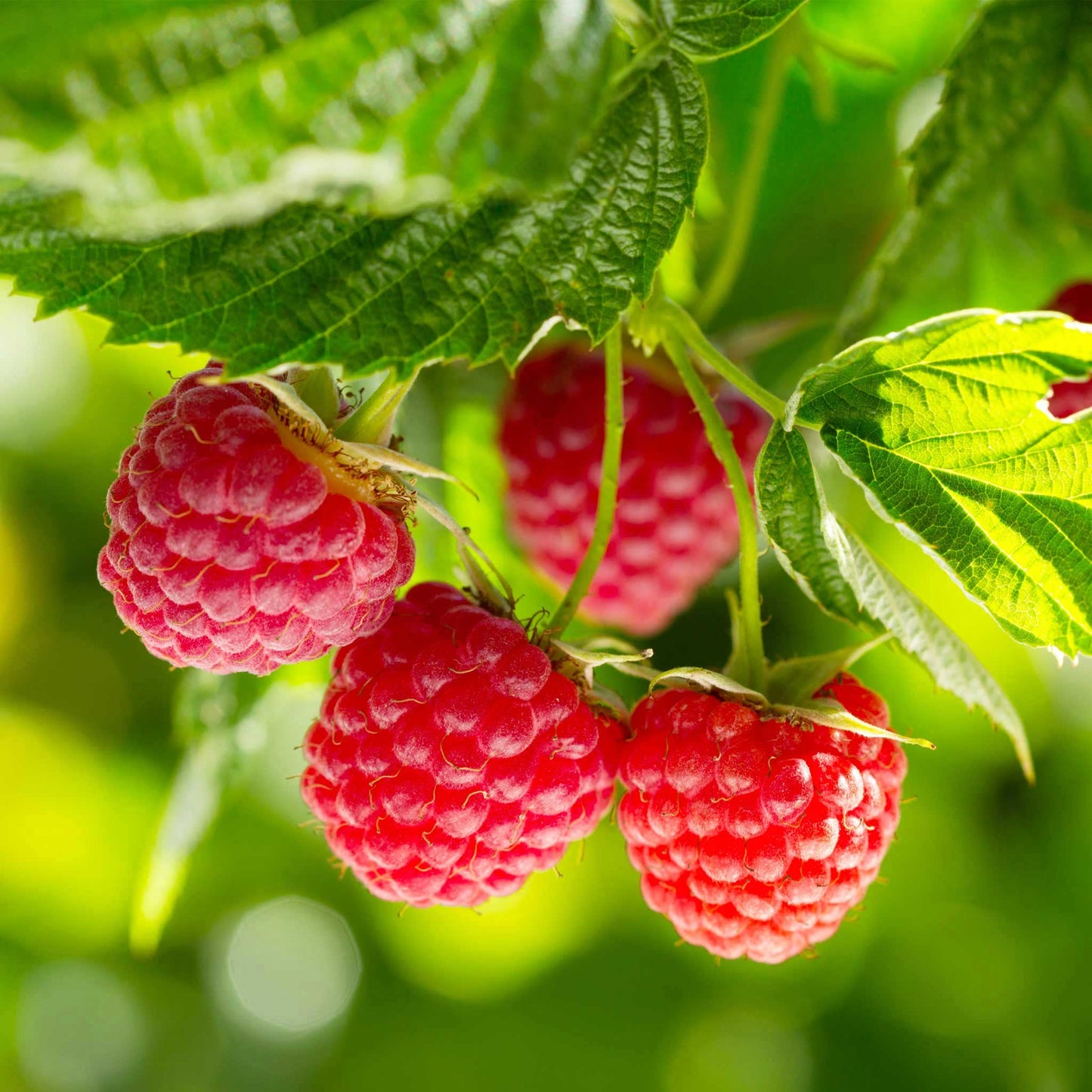 Nova Red Raspberry Bush